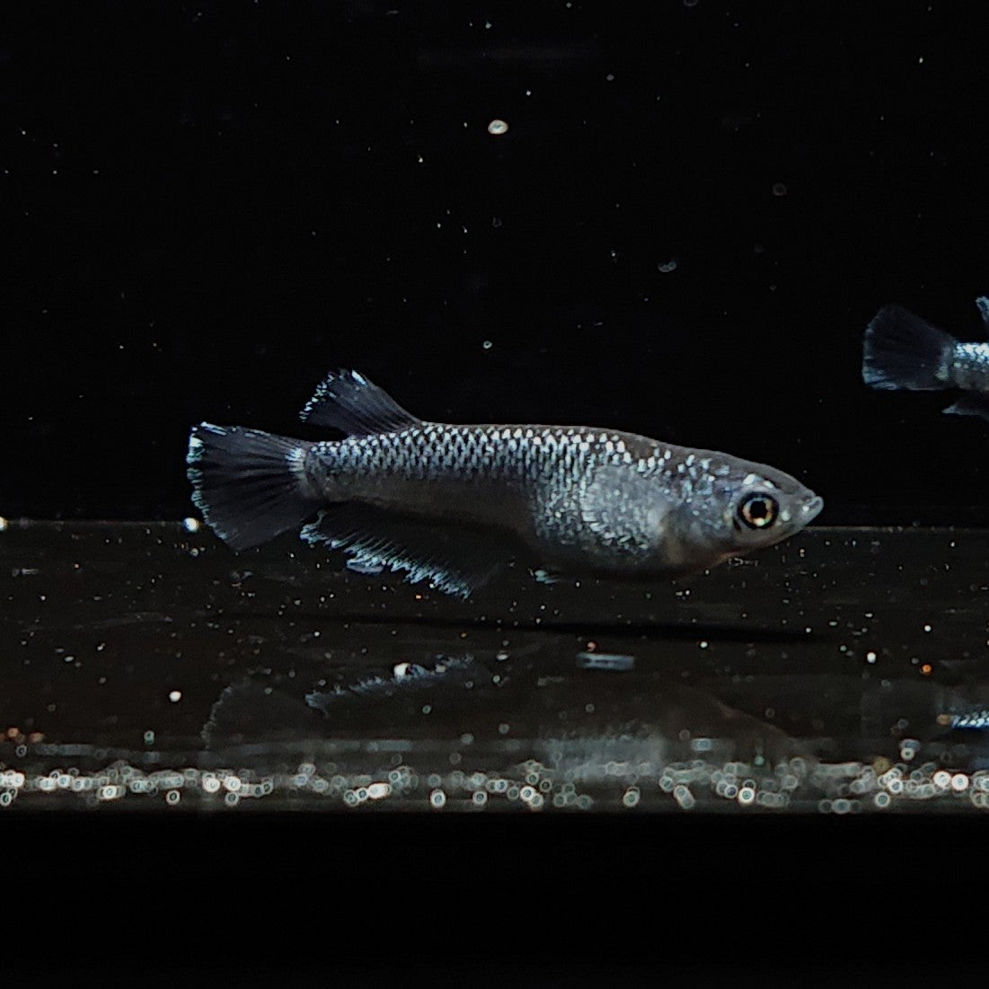 【現物】ミッドナイトフリル ラメtype　2ペア　3337