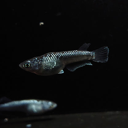 【現物】ミッドナイトフリル ラメtype　2ペア　3337