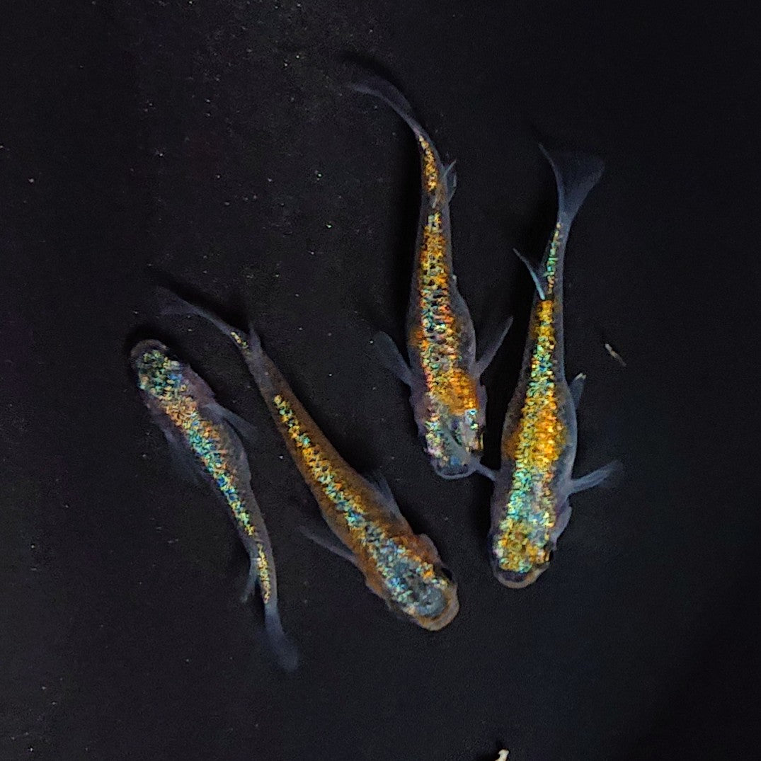 【現物】ユリシスパラディーゾ　2ペア　3341