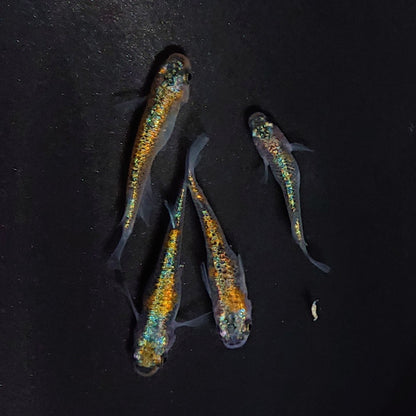 【現物】ユリシスパラディーゾ　2ペア　3341