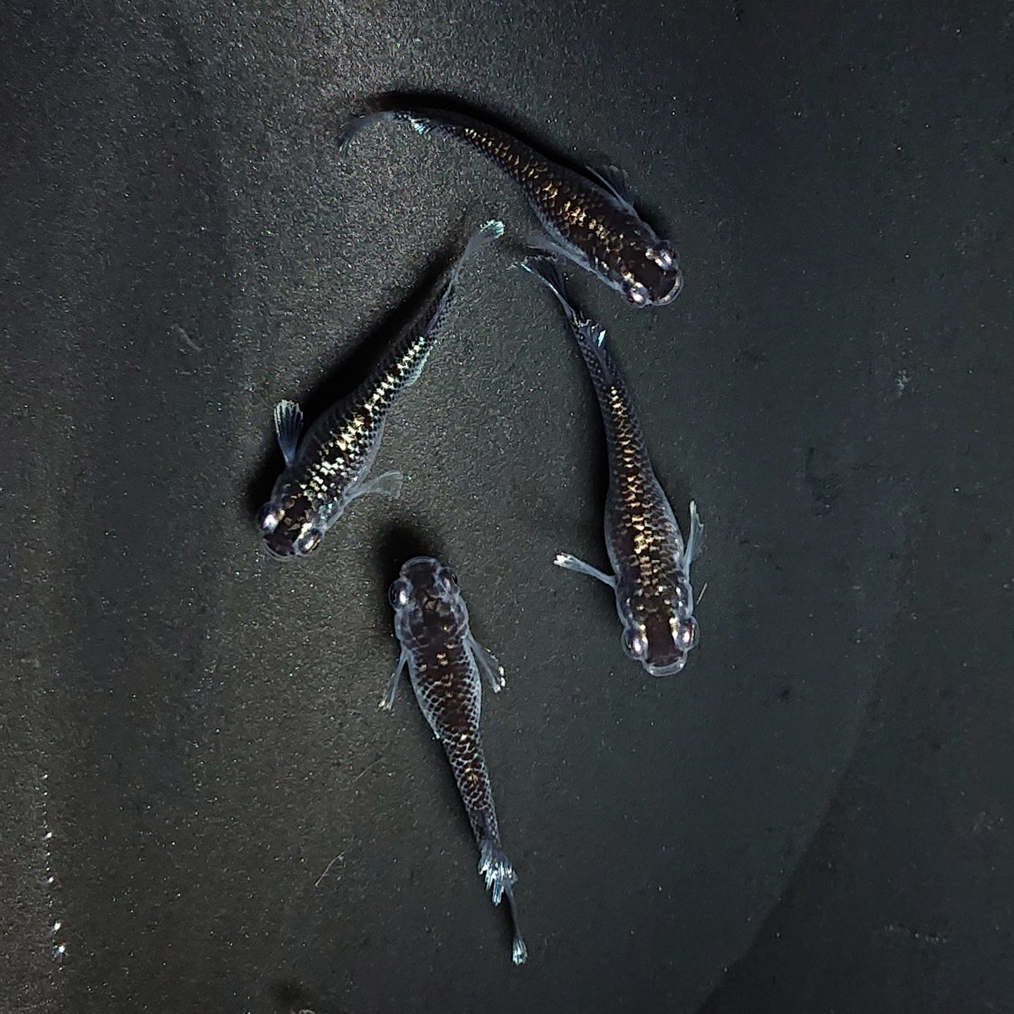 【現物】ミッドナイトフリル ラメtype　2ペア　3337