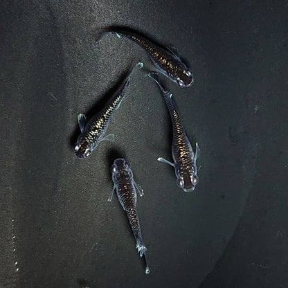 【現物】ミッドナイトフリル ラメtype　2ペア　3337