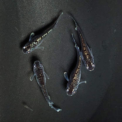 【現物】ミッドナイトフリル ラメtype　2ペア　3337