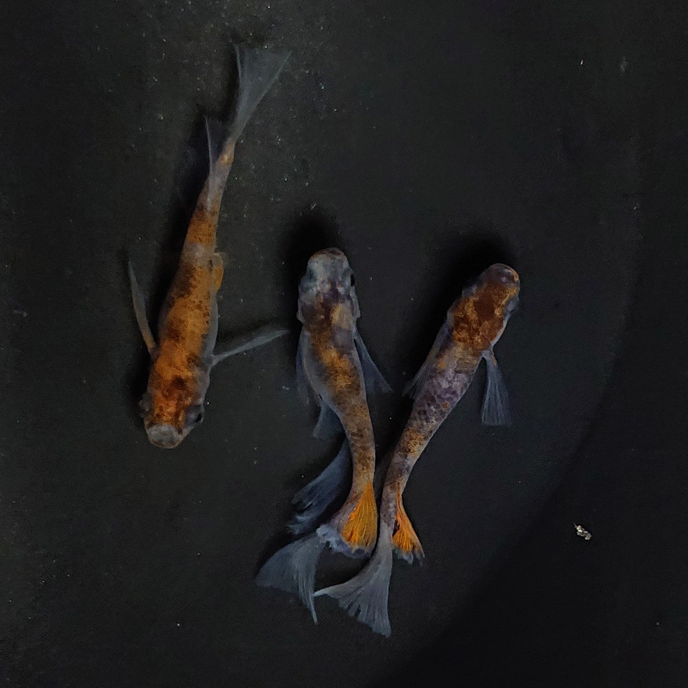 【現物】和墨三色リアルロングフィン　3匹　オス2メス1　3323