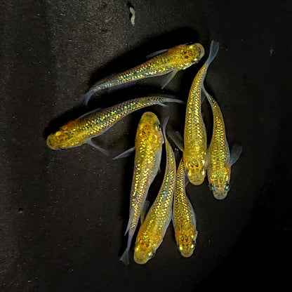 【現物】ヒミツヘイキ×鬼ラメ×夜桜ゴールド　7匹　オス4メス3　3347