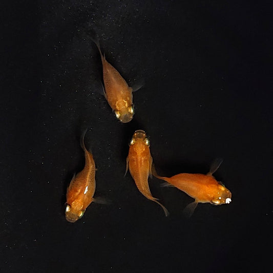【現物】紅帝本だるま　2ペア　3344