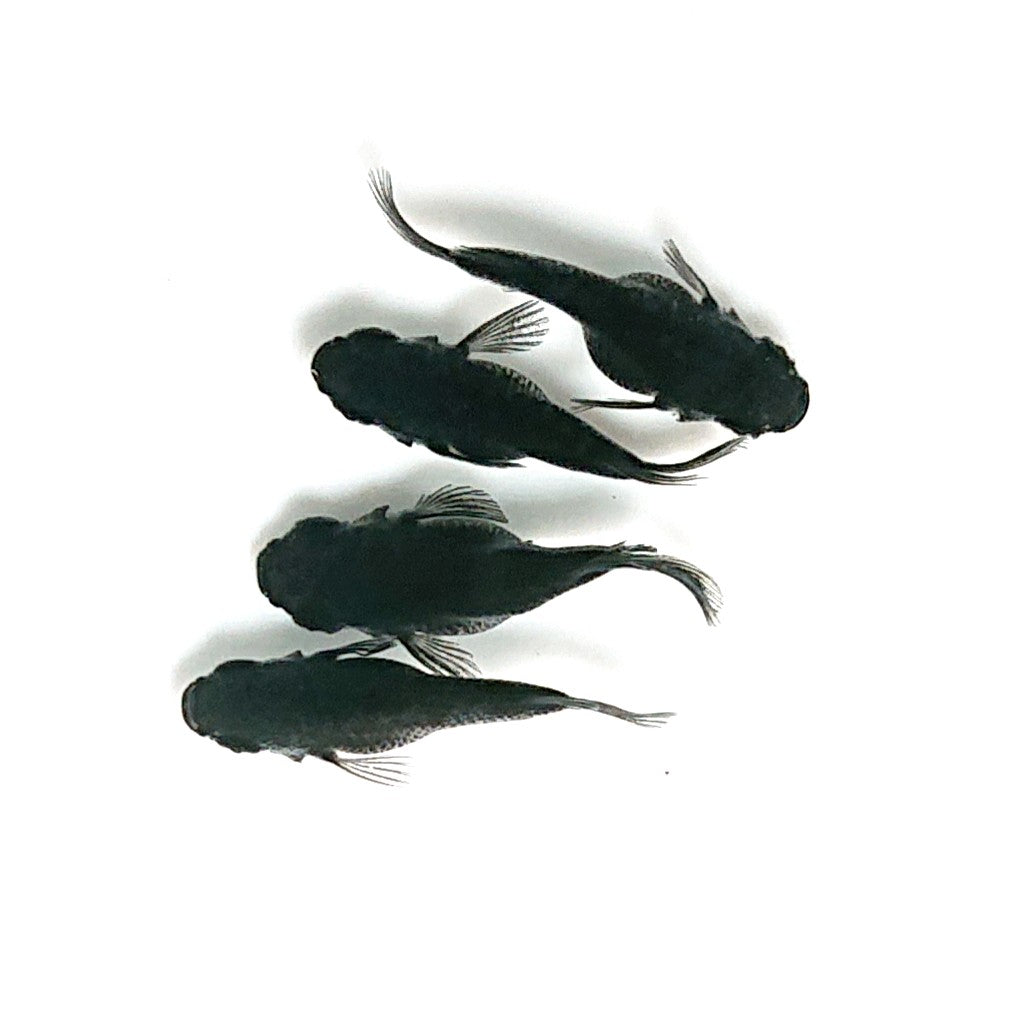 【現物】オロチだるま　2ペア　3343