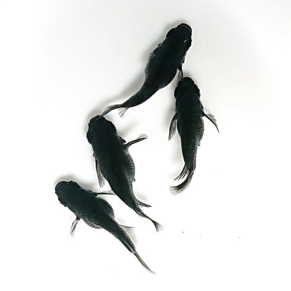 【現物】オロチだるま　2ペア　3343