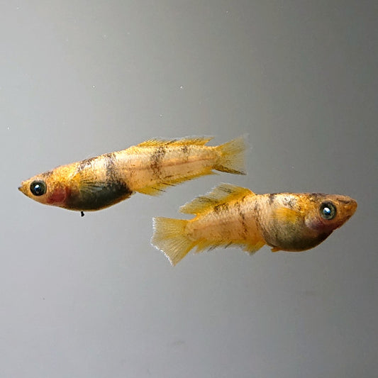 【現物】【NEW】美虎北辻アースアイヒカリ体型 両眼アースアイ　3匹　オス2メス1　3350