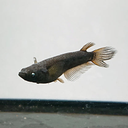 【現物】北辻GODアースアイ松井ヒレ長 両眼アースアイ　2ペア　3352