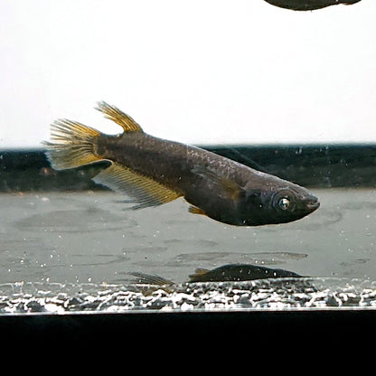 【現物】北辻GODアースアイ松井ヒレ長 両眼アースアイ　2ペア　3352