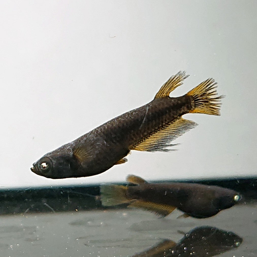 【現物】北辻GODアースアイ松井ヒレ長 両眼アースアイ　2ペア　3352