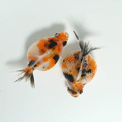 【現物】キャリコピンポンパール （指宿産）　2匹　【送料別】　3353