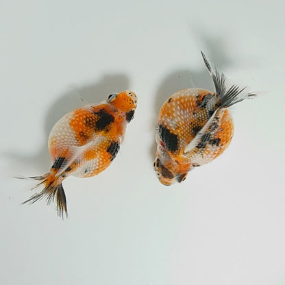 【現物】キャリコピンポンパール （指宿産）　2匹　【送料別】　3353