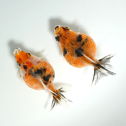 【現物】キャリコピンポンパール 赤勝ち （指宿産）　2匹　【送料別】　3354