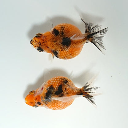 【現物】キャリコピンポンパール 赤勝ち （指宿産）　2匹　【送料別】　3354