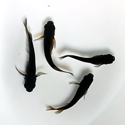 【現物】北辻GODアースアイ松井ヒレ長 両眼アースアイ　2ペア　3352