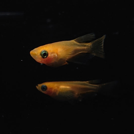 【現物】紅帝リアルロングフィンだるま　3匹　オス1メス2　3392