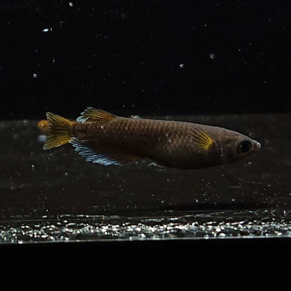 【現物】オランジェ　6匹　オス2メス4　3364