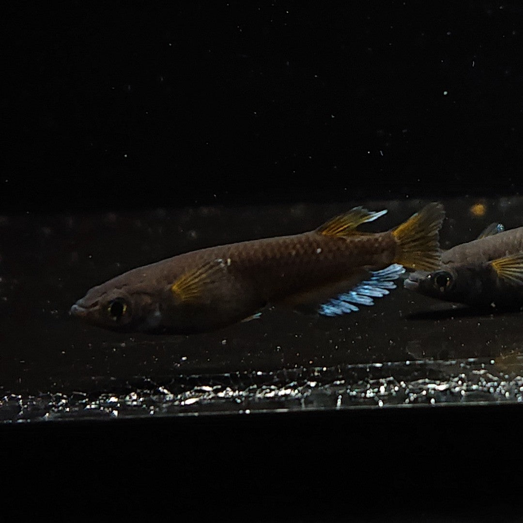 【現物】オランジェ　6匹　オス2メス4　3364