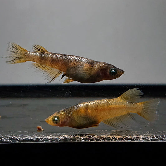 【稚魚】金閣(きんかく) 指宿(いぶすき)メダカ 稚魚10匹