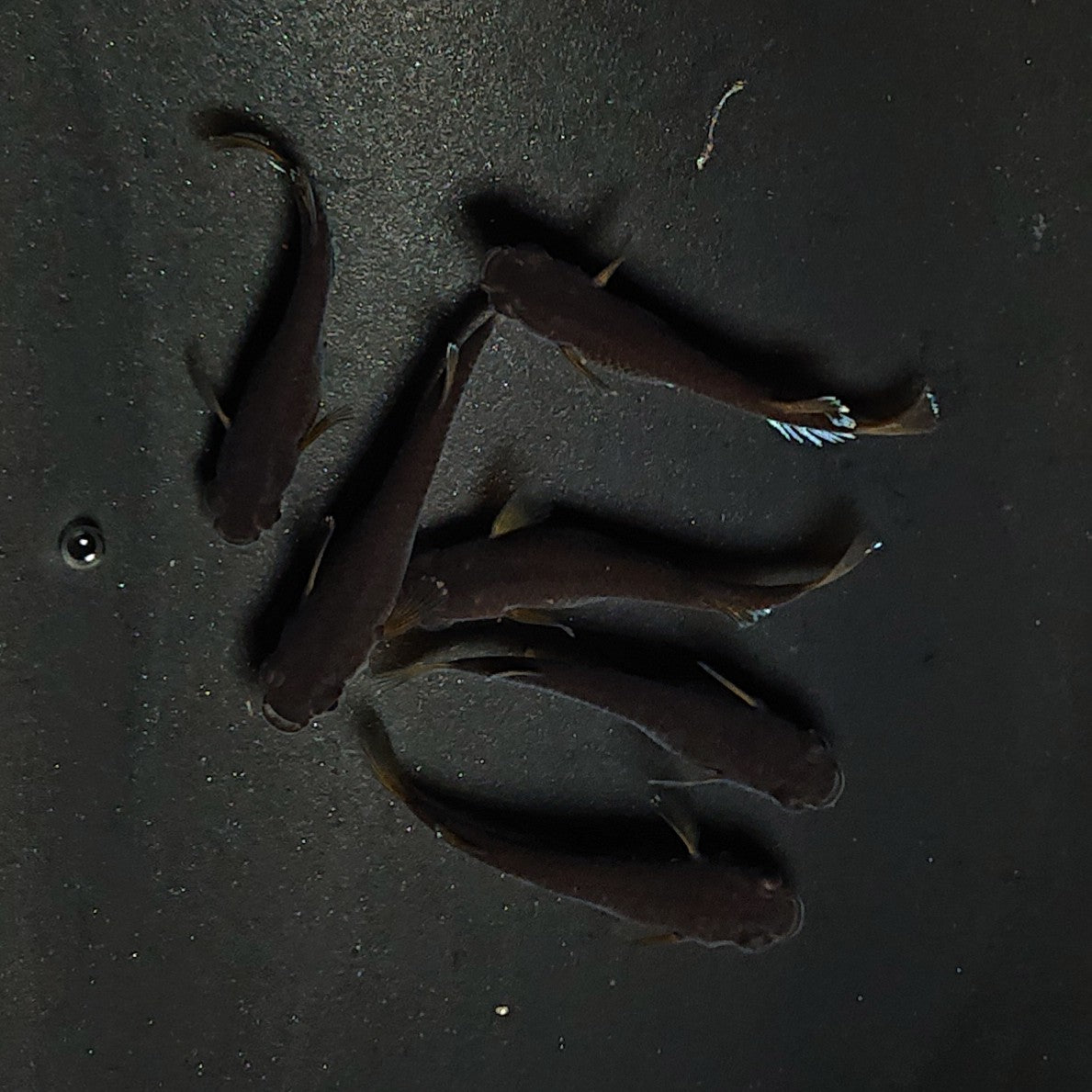 【現物】オランジェ　6匹　オス2メス4　3364