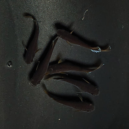 【現物】オランジェ　6匹　オス2メス4　3364