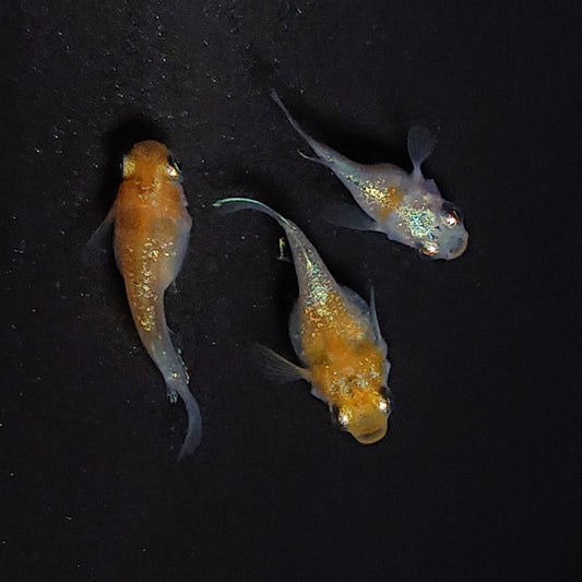 【現物】煌だるま　3匹　オス2メス1　3366