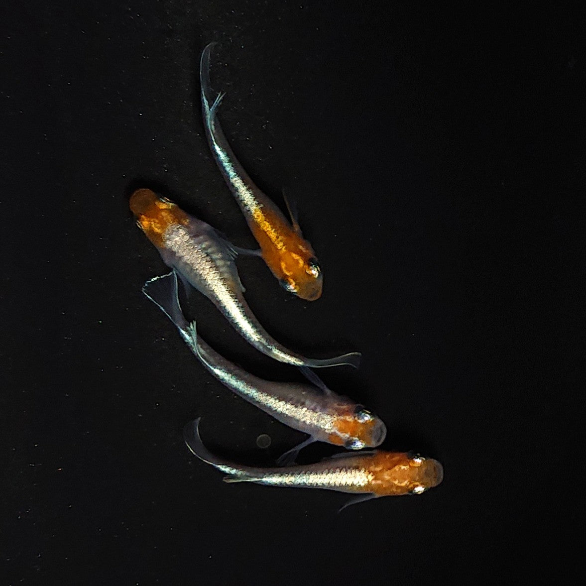 【現物】【上物】豆紅エボリューション　2ペア　3369