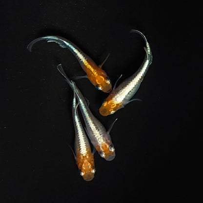 【現物】【上物】豆紅エボリューション　2ペア　3369