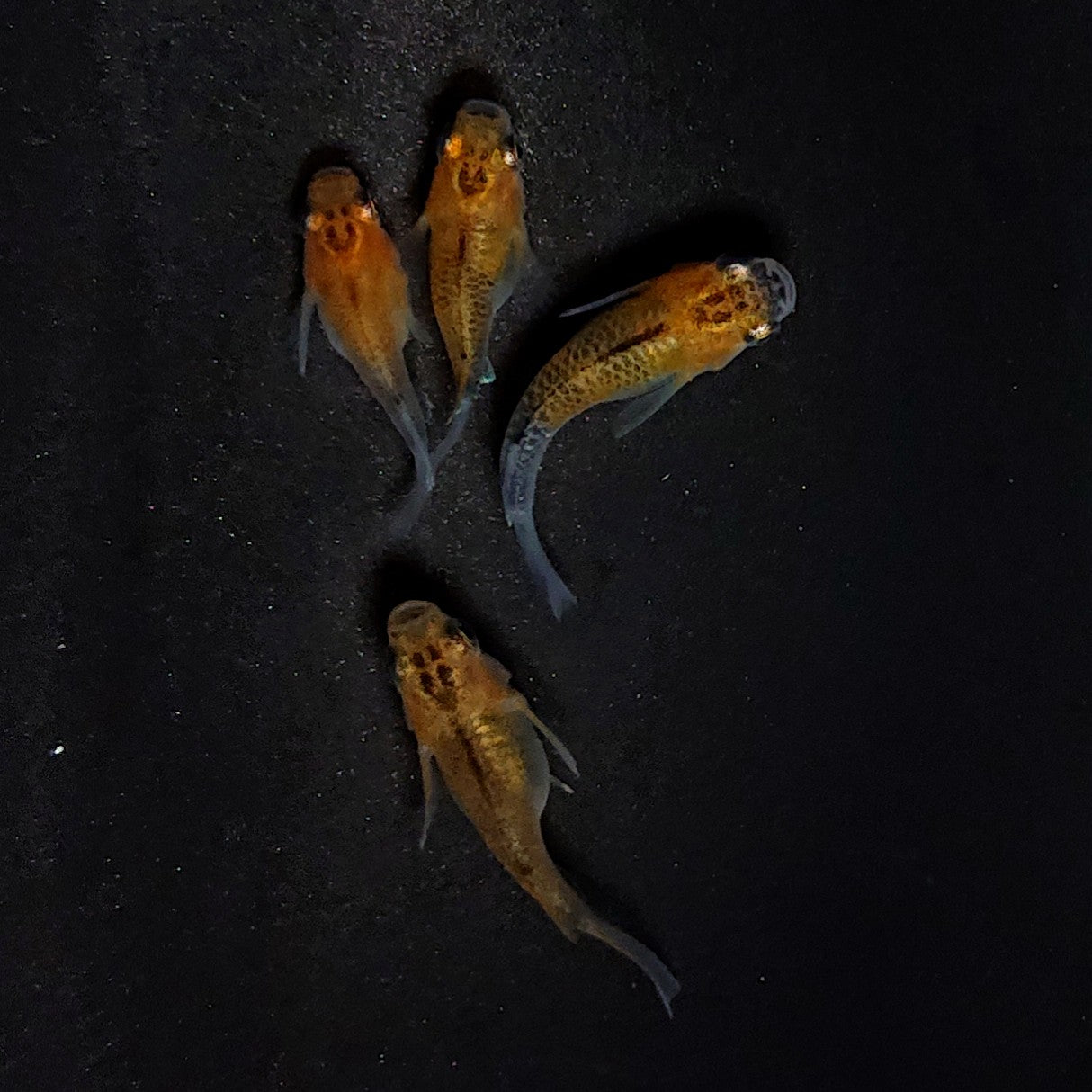 【現物】女雛だるま　2ペア　3367