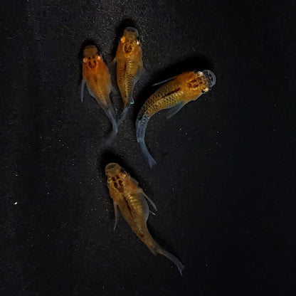 【現物】女雛だるま　2ペア　3367