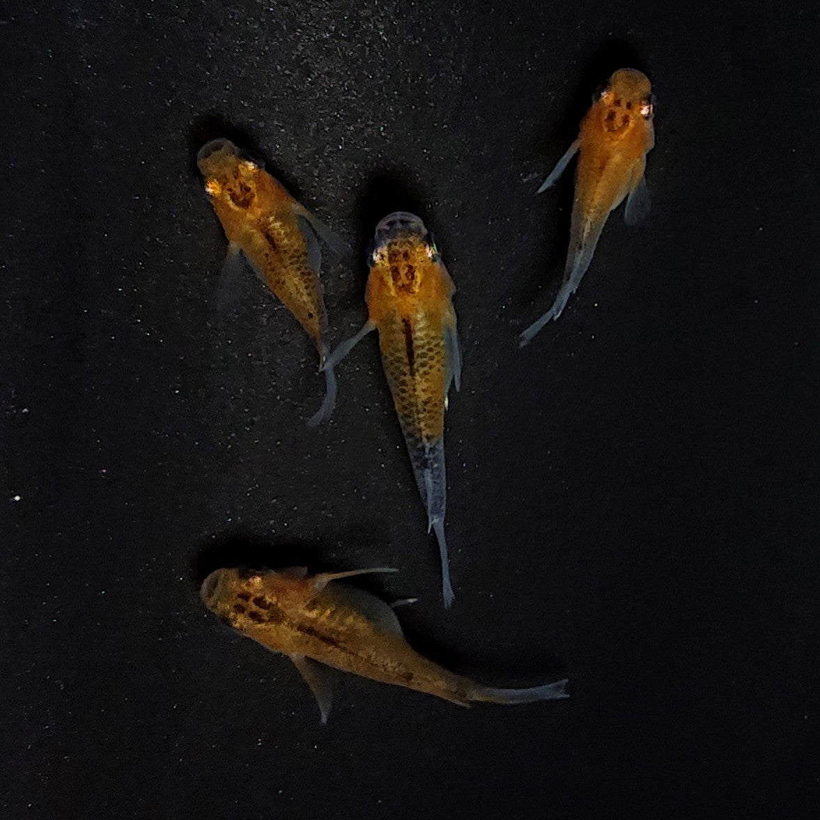 【現物】女雛だるま　2ペア　3367