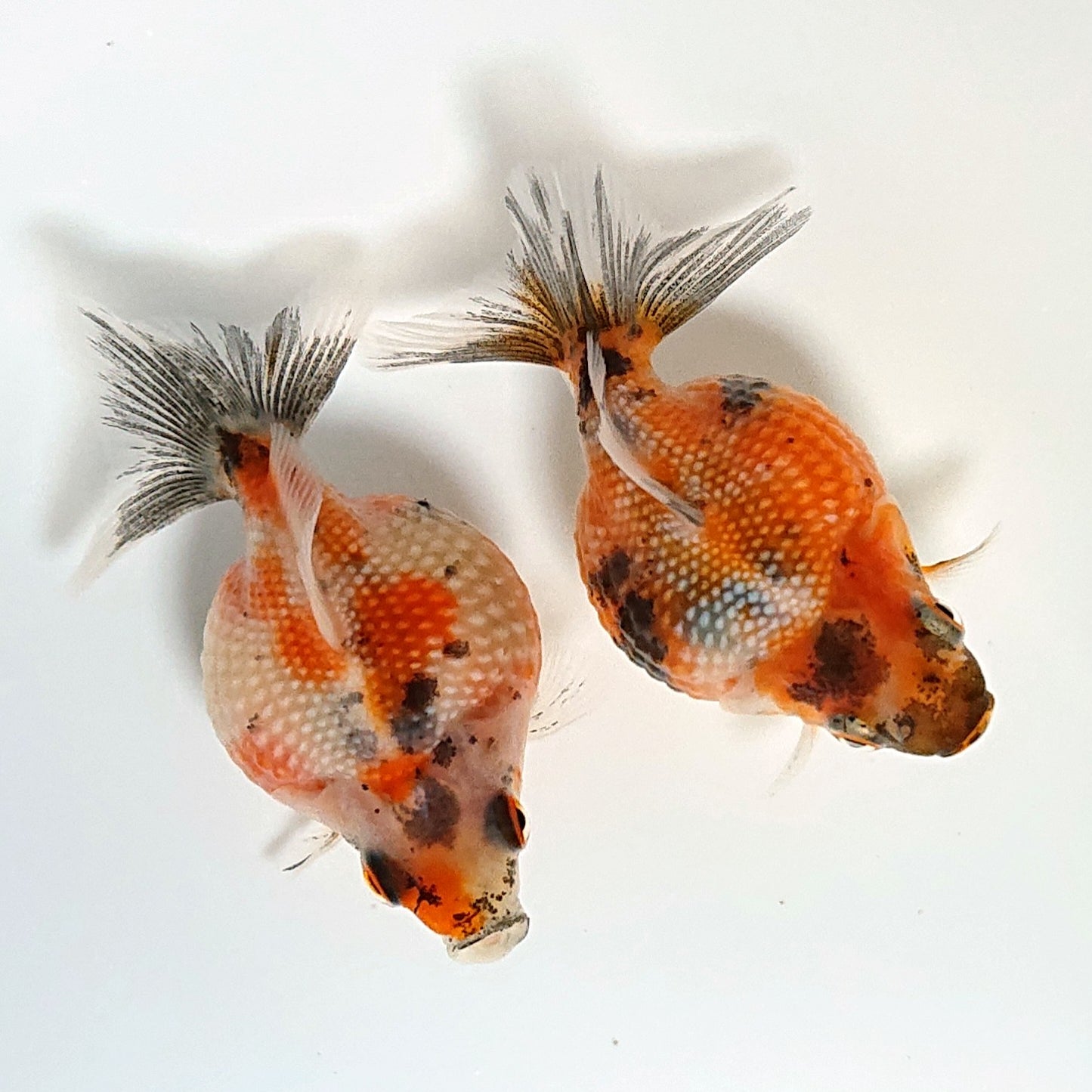 【現物】【美個体】キャリコピンポンパール （指宿産）　2匹　【送料別】　3378