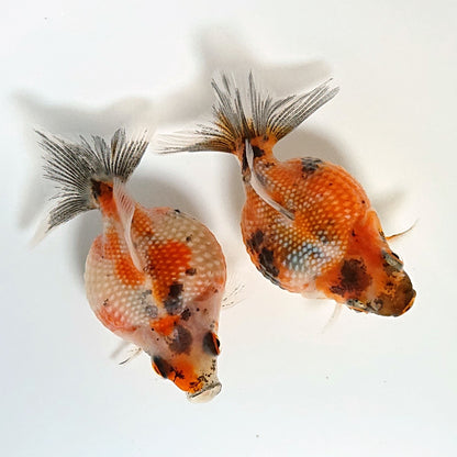 【現物】【美個体】キャリコピンポンパール （指宿産）　2匹　【送料別】　3378