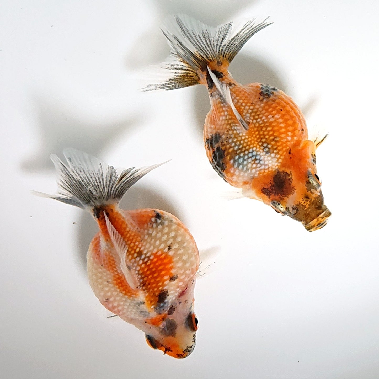 【現物】【美個体】キャリコピンポンパール （指宿産）　2匹　【送料別】　3378