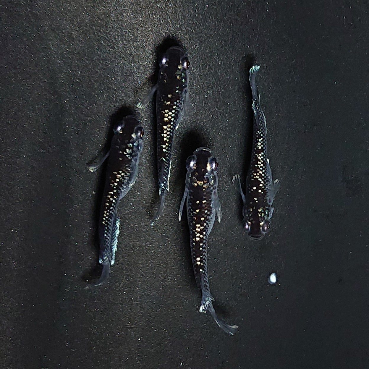 【現物】ミッドナイトフリル ラメtype　2ペア　3373