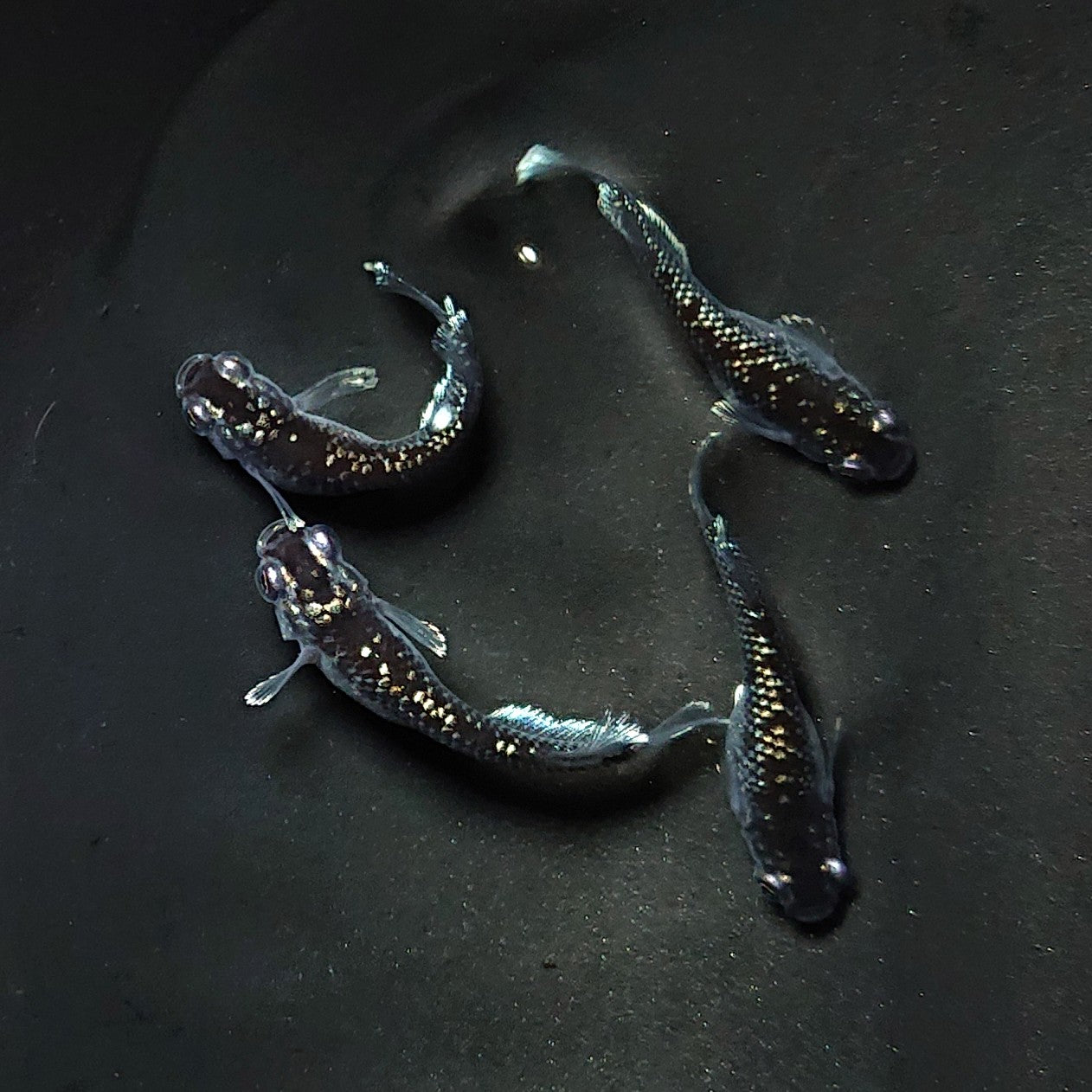 【現物】ミッドナイトフリル ラメtype　2ペア　3373