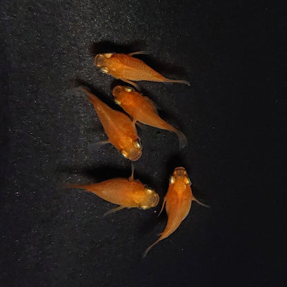 【現物】紅帝本だるま　5匹　オス2メス3　3374