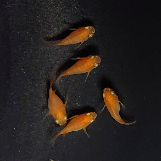 【現物】紅帝本だるま　5匹　オス2メス3　3374