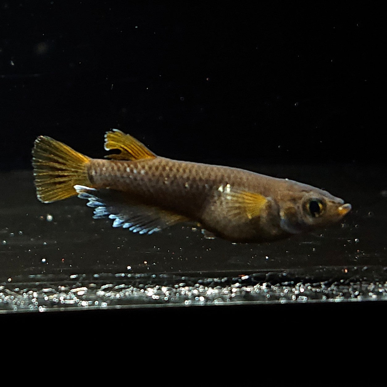 【現物】オランジェ　6匹　オス2メス4　3323