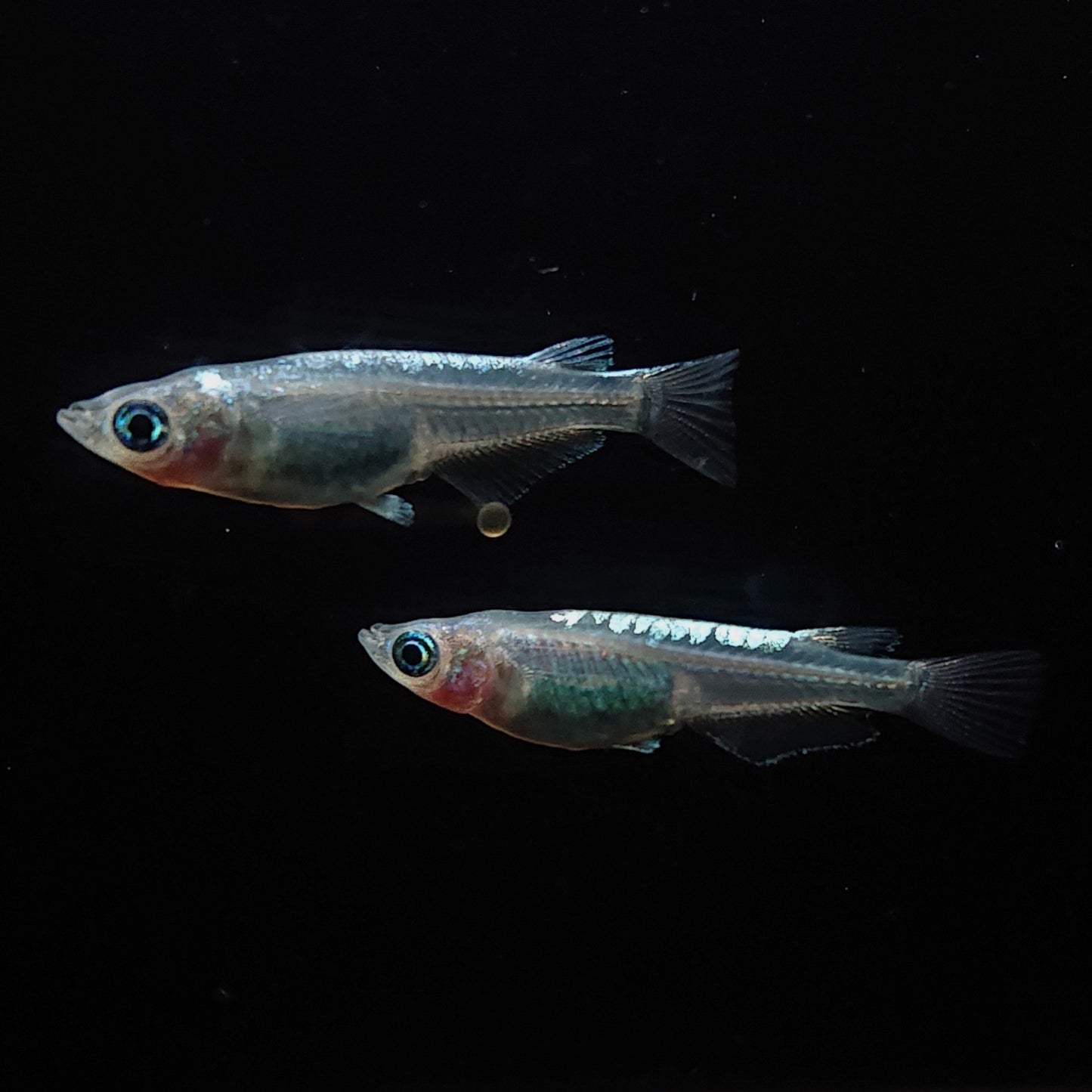 【現物】カーバンクルブルー（大川系カガミ鱗）　3匹　オス1メス2　Azuma様純血統 F2　3323