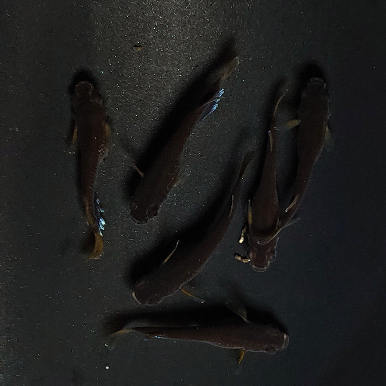 【現物】オランジェ　6匹　オス2メス4　3323