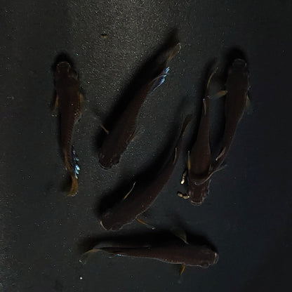 【現物】オランジェ　6匹　オス2メス4　3323