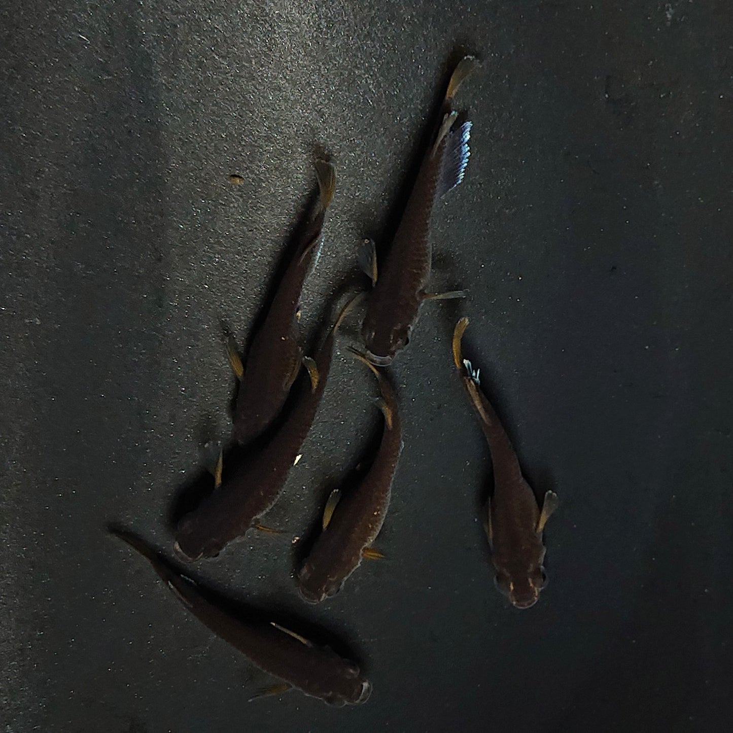 【現物】オランジェ　6匹　オス2メス4　3323