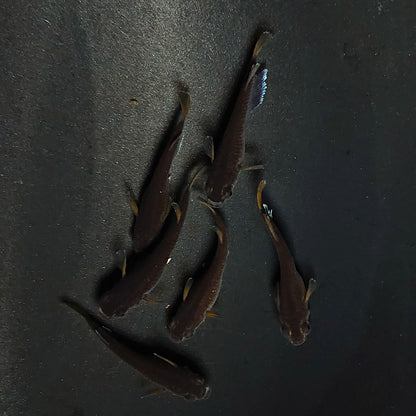 【現物】オランジェ　6匹　オス2メス4　3323