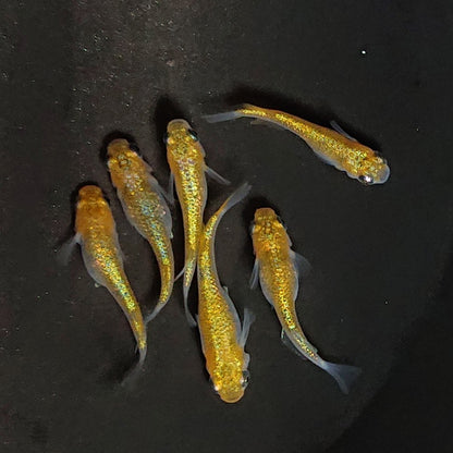 【現物】サンシャイン　3ペア　3398