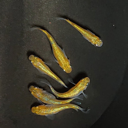 【現物】サンシャイン　3ペア　3398