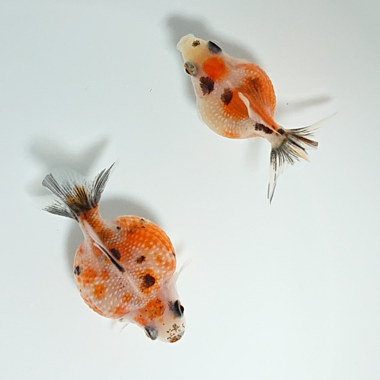 【現物】キャリコピンポンパール （指宿産）　2匹　【送料別】　3408