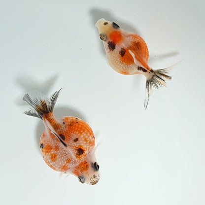 【現物】キャリコピンポンパール （指宿産）　2匹　【送料別】　3408